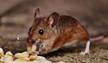 24 Hour & Emergency Exterminators in Falls Of Rough, KY